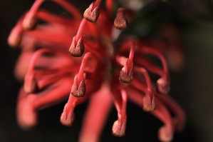 Red Grevillea Flower